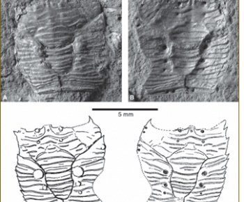 História / PALEONTOLOGICKÉ NÁLEZISKO Čierny potok - foto