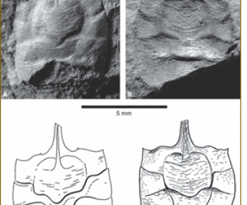 História / PALEONTOLOGICKÉ NÁLEZISKO Čierny potok - foto